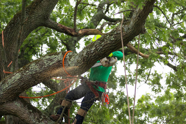 Best Hazardous Tree Removal  in Unionville, GA